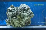 [TodoMarino.com] Una pieza de Roca Fiji