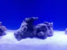 [TodoMarino.com] Azulón Reef 375 litros