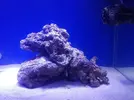 [TodoMarino.com] Azulón Reef 375 litros