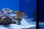 [TodoMarino.com] Ctenochaetus Tominiensis muy bonito