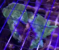 [TodoMarino.com] Vendo esqueje caulastrea hulk y plato verde