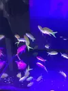 [TodoMarino.com] Cardumen de Anthias.