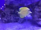 [TodoMarino.com] Vendo Zebrasoma Flavescens talla M