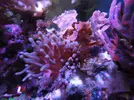 [TodoMarino.com] Anemona Quadricolor roja