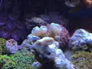 [TodoMarino.com] Vendo Acanthurus leucosternon y esqueje de calaustrea zona Barcelona
