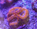 [TodoMarino.com] Vendo acanthastreas raimbow