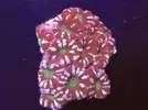 [TodoMarino.com] Vendo acanthastreas raimbow