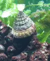 [TodoMarino.com] MANTEN LIMPIO TU ACUARIO