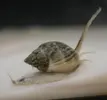 [TodoMarino.com] MANTEN LIMPIO TU ACUARIO