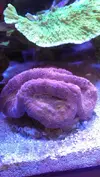 [TodoMarino.com] Lobophyllia top naranja fluor (Madrid y envios)