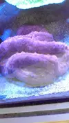 [TodoMarino.com] Lobophyllia top naranja fluor (Madrid y envios)