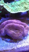 [TodoMarino.com] Lobophyllia top naranja fluor (Madrid y envios)