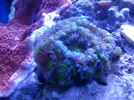 [TodoMarino.com] Lobophyllia top naranja fluor (Madrid y envios)