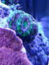 [TodoMarino.com] Lobophyllia top naranja fluor (Madrid y envios)