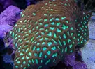 [TodoMarino.com] Ernesto-Reef