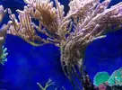 [TodoMarino.com] Ernesto-Reef