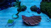[TodoMarino.com] Pack Montiporas iniciación SPS