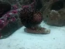 [TodoMarino.com] Empezando en el marino