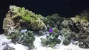 [TodoMarino.com] Gran plaga de alga verde