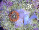[TodoMarino.com] vendo zoanthus y algunos lps y sps ENVIO