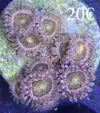 [TodoMarino.com] vendo zoanthus y algunos lps y sps ENVIO