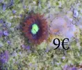 [TodoMarino.com] vendo zoanthus y algunos lps y sps ENVIO