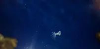 [TodoMarino.com] Azulón Reef 375 litros