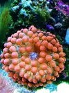 [TodoMarino.com] Entacmaea quadricolor Rojas