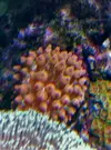[TodoMarino.com] Entacmaea quadricolor Rojas
