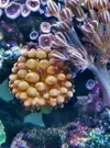[TodoMarino.com] Entacmaea quadricolor Rojas
