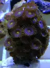 [TodoMarino.com] Vendo Zoos BCN y envios