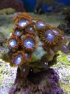 [TodoMarino.com] Vendo Zoos BCN y envios