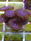 [TodoMarino.com] Vendo Zoos BCN y envios