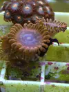 [TodoMarino.com] Vendo Zoos BCN y envios
