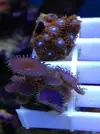 [TodoMarino.com] Vendo Zoos BCN y envios