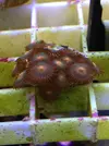 [TodoMarino.com] Vendo Zoos BCN y envios