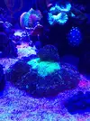 [TodoMarino.com] Vendo trachyphillia fluor, Terrassa Vallès