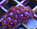 [TodoMarino.com] Vendo zoos rastas, ice&fire, toxic green Madrid y envíos