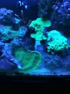 [TodoMarino.com] Pack platos morado, naranja, verde t echinophora