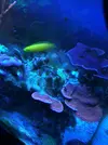 [TodoMarino.com] Pack platos morado, naranja, verde t echinophora
