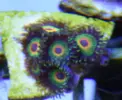 [TodoMarino.com] Vendo zoos rastas, ice&fire, toxic green Madrid y envíos