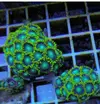 [TodoMarino.com] Vendo zoos rastas, ice&fire, toxic green Madrid y envíos