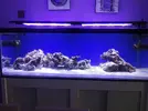 [TodoMarino.com] Azulón Reef 375 litros