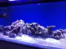 [TodoMarino.com] Azulón Reef 375 litros