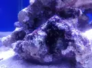 [TodoMarino.com] Azulón Reef 375 litros