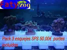 [TodoMarino.com] SUPER OFERTA PACK DE 3 ESQUEJES SPS