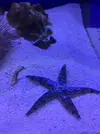[TodoMarino.com] Precios especiales en Estrellas de Mar.