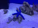 [TodoMarino.com] Precios especiales en Estrellas de Mar.
