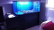[TodoMarino.com] Vendo acuario 450L con mesa y SUMP. TODO VENDIDO
