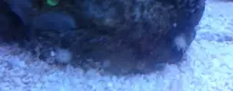 [TodoMarino.com] Identificar nuevos seres!!!
